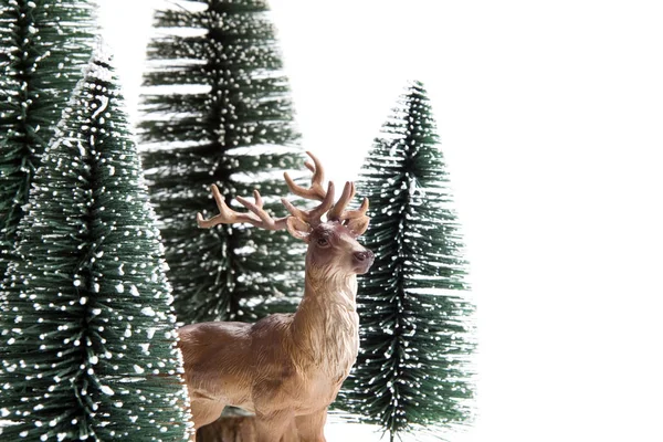 Forest firs and reindeer — Stock Photo, Image