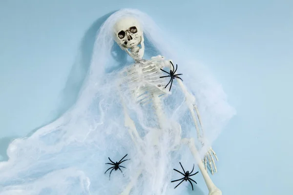 Скелет павука — стокове фото