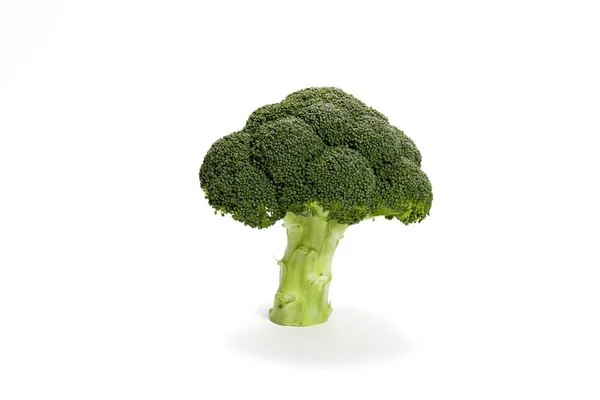 isolated broccoli on a white background