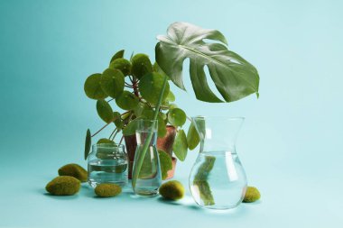 pilea peperomioid monstera kaya otu ve su 