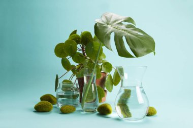 pilea peperomioid monstera kaya otu ve su 