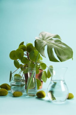 pilea peperomioid monstera kaya otu ve su 