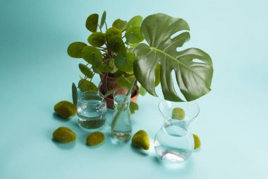 pilea peperomioid monstera kaya otu ve su 