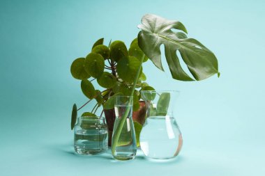 bitki Pilea peperomioide ve monstera ve su