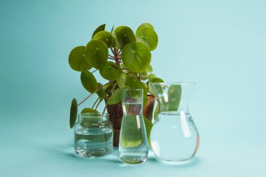 pilea peperomioide bitki ve su 