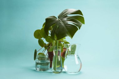 bitki Pilea peperomioide ve monstera ve su