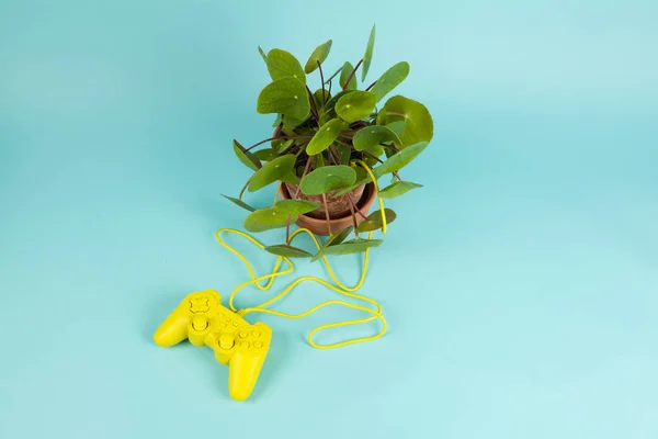 植物のゲーム — ストック写真