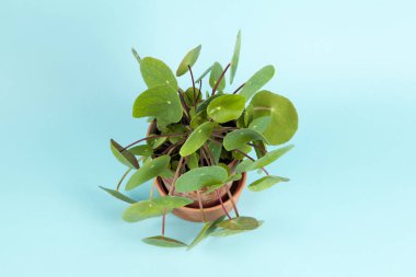 turkuaz arka plan üzerinde bitki Pilea peperomioides
