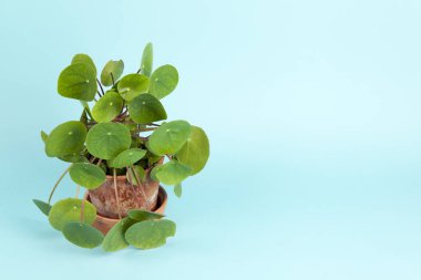 turkuaz arka plan üzerinde bitki Pilea peperomioides