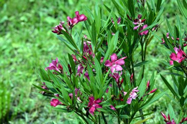 yeşil yaprakları bir arka plan üzerinde pembe çiçekler