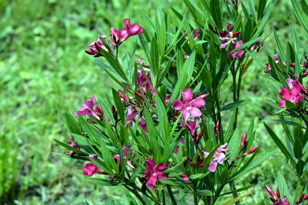 yeşil yaprakları bir arka plan üzerinde pembe çiçekler