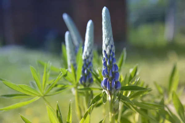 Beautiful plant in the light of the day on a green background — Stock Photo, Image