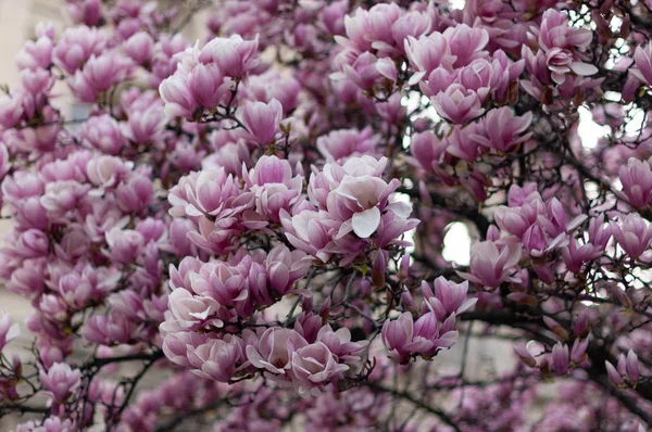 Magnolia in blossom. Blooming pink magnolia tree. Blooming lush pink magnolia tree.