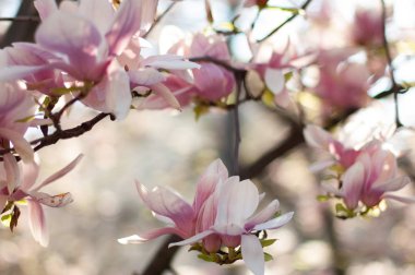Çiçek açan manolya. Çiçek açan pembe manolya dalı. Çiçek bulanık arka plan. Yakın çekim, yumuşak seçici odaklama