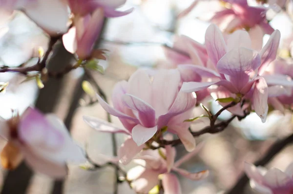 Magnolia in blossom. Blooming pink magnolia branch. Floral blurred background. Close-up, soft selective focus