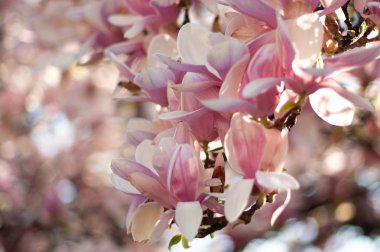 Çiçek açan manolya. Çiçek açan pembe manolya dalı. Çiçek bulanık arka plan. Yakın çekim, yumuşak seçici odaklama