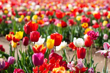 Hollanda'da çiçek açan lale tarlaları, arka plan olarak bulanık renkli laleler ile çiçek. Seçici odak, lale yakın