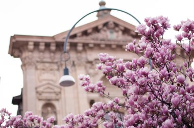 Çiçek açan manolya. Çiçek açan pembe manolya ağacı. Arka planda İtalyan kilisesi