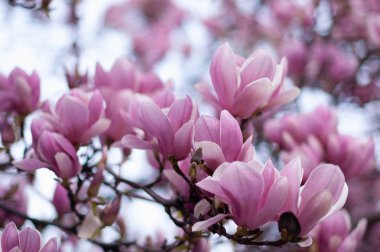 Güzel açan pembe manolya dalı. Çiçek bulanık arka plan. Yakın çekim, yumuşak seçici odaklama