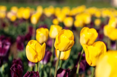 Hollanda'da çiçek açan lale tarlaları, arka plan olarak bulanık renkli laleler ile çiçek. Seçici odak, lale yakın