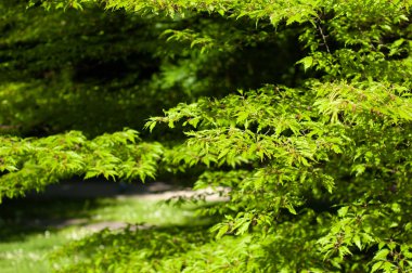 Arka plan doğal yeşil bitkiler peyzaj, taze duvar kağıdı kavramı, ekoloji olarak kullanarak parkta yeşil arka plan yeşil yaprak doğa görünümü
