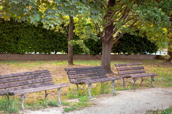 Drie bankjes onder de boom in het Park, in de zomer — Stockfoto