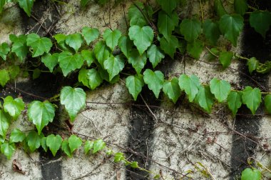 Gri bir yüzey üzerinde yeşil clambering bitki. Yakın çekim görünümü. Doğal arka plan
