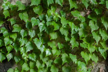 Gri bir yüzey üzerinde yeşil clambering bitki. Yakın çekim görünümü. Doğal arka plan