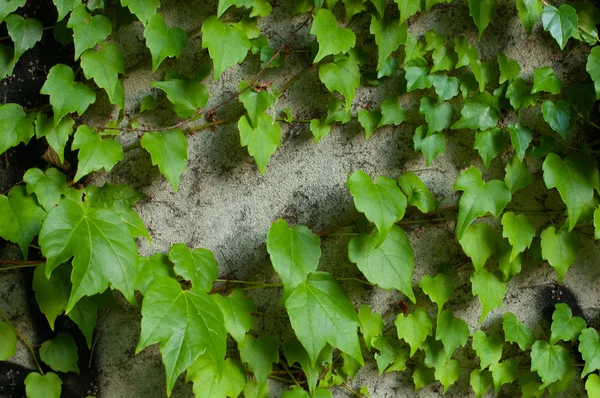 Green clambering plant on a grey stone surface. Close-up view. Natural background