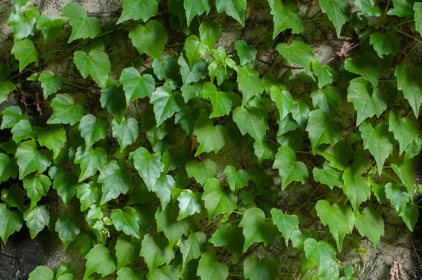 Gri bir yüzey üzerinde yeşil clambering bitki. Yakın çekim görünümü. Doğal arka plan