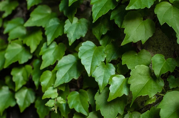 Green clambering plant on a grey stone surface. Close-up view. Natural background