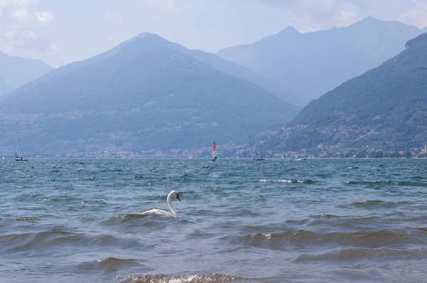 Cisne blanco nadando en el lago Como en un soleado y brillante día de verano. Windsurfistas y barco, montañas de los Alpes sobre un fondo  . — Foto de Stock