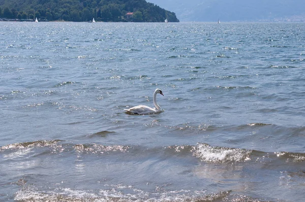Güneşli bir parlak yaz gününde İtalya'da Colico kasabası yakınlarındaki Como gölünde dalgalar üzerinde yüzen beyaz tek kuğu. Promontory, arka planda Alp dağları .
