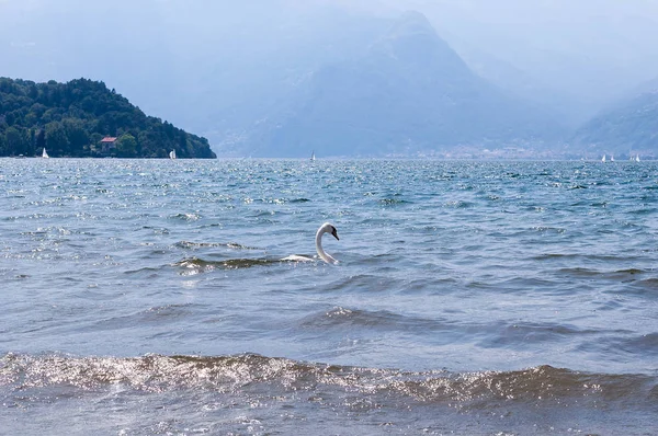 Güneşli bir parlak yaz gününde İtalya'da Colico kasabası yakınlarındaki Como gölünde dalgalar üzerinde yüzen beyaz tek kuğu. Promontory, arka planda Alp dağları .