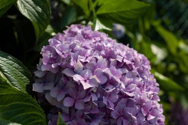Ortanca makrophylla. Güzel mor Ortanca macrophylla çiçek başları yakın. Sanatsal doğal arka plan. Çiçek açan çiçek.