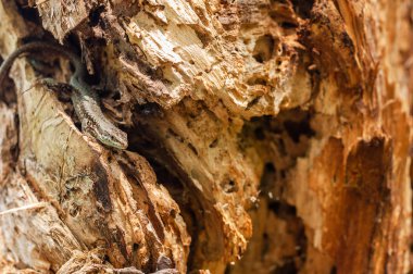 Kahverengi renkli kertenkele çürük ahşap kütük üzerinde güneşlenir. Close.