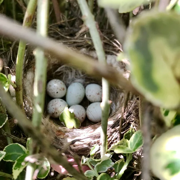 Œufs de coquille ovale forte attendant leur mère dans le nid — Photo