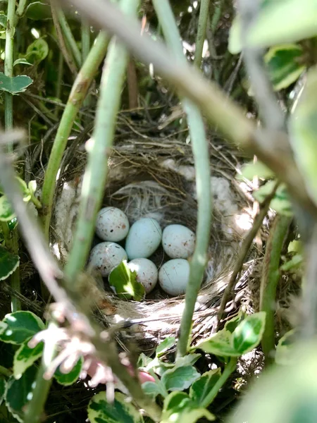 Œufs de coquille ovale forte attendant leur mère dans le nid — Photo
