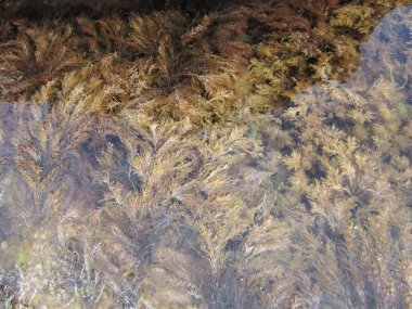 Şekil tüy güzel sarı-yeşil yosun sessizce bot yalan