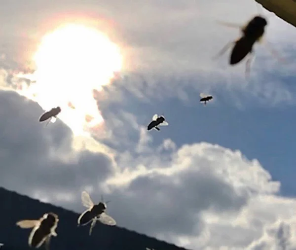 Skrzydlata Pszczoła powoli leci do ula zbierać nektar dla miodu na p — Zdjęcie stockowe
