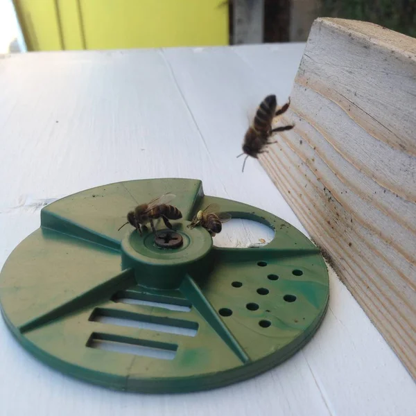 Winged bee slowly flies to beehive collect nectar for honey on p — Stock Photo, Image