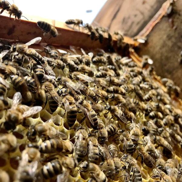 Skrzydlata Pszczoła powoli leci do plastra miodu zbierać nektar — Zdjęcie stockowe