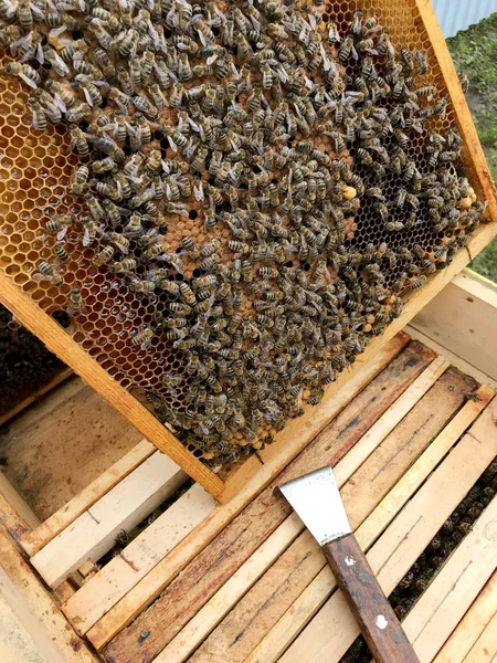 Okřídlená včela pomalu létá do voštice a sbírá nektar pro med na — Stock fotografie