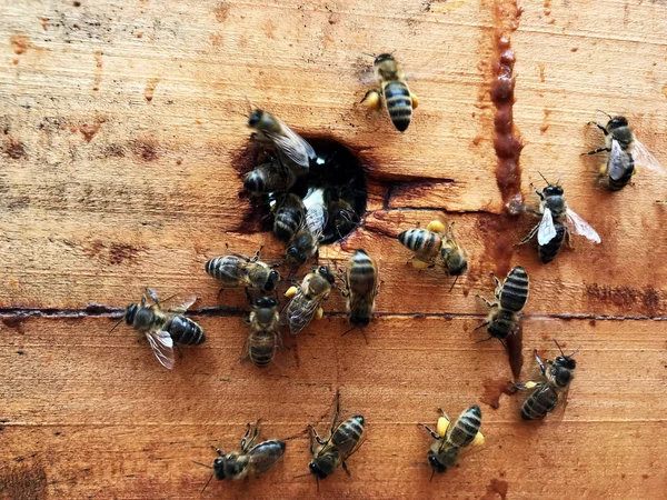 Skrzydlata Pszczoła powoli leci do plastra miodu zbierać nektar dla miodu na — Zdjęcie stockowe