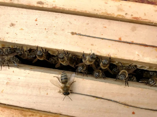 Winged bee slowly flies to honeycomb collect nectar for honey on — Stock Photo, Image