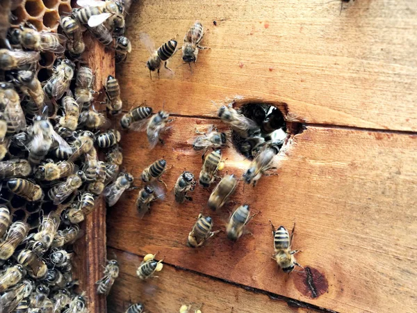 Abeja alada vuela lentamente a panal recoger néctar para la miel en —  Fotos de Stock
