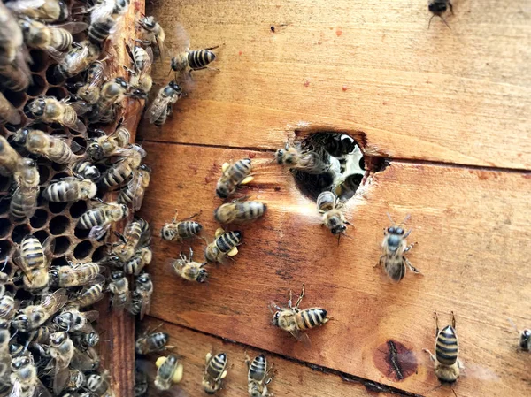 Skrzydlata Pszczoła powoli leci do plastra miodu zbierać nektar dla miodu na — Zdjęcie stockowe