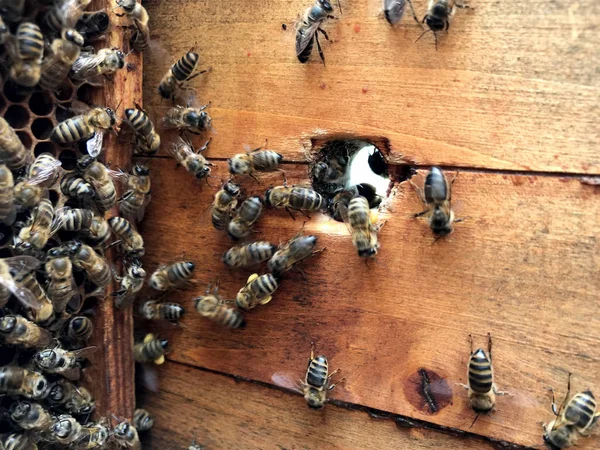 Kanatlı arı yavaş yavaş bal için nektar toplamak petek uçar — Stok fotoğraf