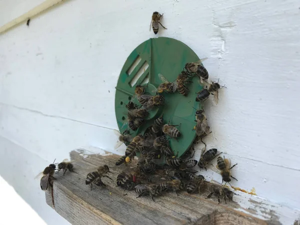 Крылатая пчела медленно летит к сотам собирать нектар для меда на — стоковое фото