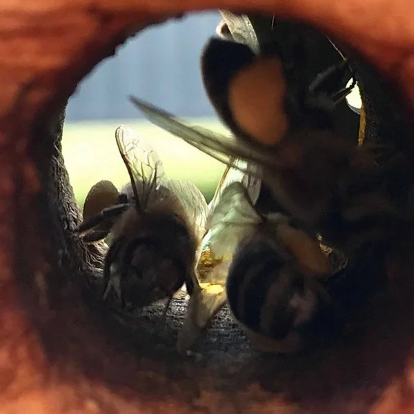 Skrzydlata Pszczoła powoli leci do ula zbierać nektar dla miodu na p — Zdjęcie stockowe